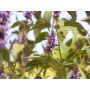 Agastache rugosa - Agastache menthe - BIODYNAMIQUE