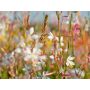 Gaura lindheimeri - Gaura de Lindheimer - BIODYNAMIQUE