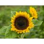 Helianthus annuus - Tournesol 'Tamino' - BIODYNAMIQUE