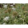 Scabiosa stellata - Scabieuse - BIODYNAMIQUE