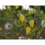 Clematis tangutica - Clématite des haies 'Radar Love' - BIODYNAMIQUE