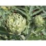 Artichaut - Green Globe - BIO
