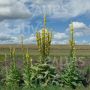 Verbascum densiflorum, Molène à fleurs denses,Sati