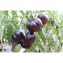 Tomate - Black Beauty - BIODYNAMIQUE