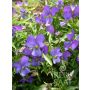 Viola cornuta - Pensée cornue - BIODYNAMIQUE