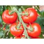 Tomate - Hellfrucht - BIODYNAMIQUE