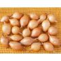 Oignon - Sturon - taille 10/22 - 500g - BIO