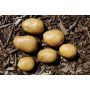 Plants de pomme de terre - Frieslander - taille A 25/35 - 1kg - BIO
