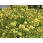 Moutarde jaune, engrais vert 25g - BIO