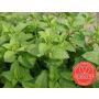 Mélisse citronelle - Melissa officinalis - BIO