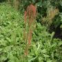 Rumex ambiguus - Oseille des jardins - BIO