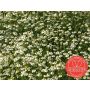 Matricaria recutita - Camomille sauvage - BIO