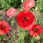 Papaver rhoeas, Coquelicot mélange