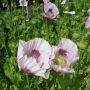 Papaver somniferum - Pavot somnif&egrave;re - BIO