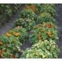 Tropaeolum majus - Capucine - non-rampante - BIO