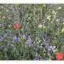 Mélange de fleurs - Bouquet des champs - BIO