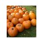 Courge - Jack'o lantern - BIODYNAMIQUE
