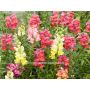Antirrhinum majus - Meuflier - BIODYNAMIQUE