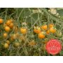 Tomate cerise- Yellow Clementine - BIO
