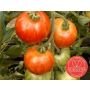 Tomate - Tigerella Bicolore - BIO