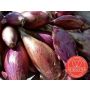 Oignon - Red Long of Florence - BIO