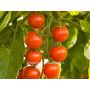 Tomate cerise - Zuckertraube - BIODYNAMIQUE