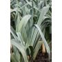 Poireau d'Hiver - Mechelse blauwgroene - selection De Akelei - BIO - Remise de 50 % pour cause de germination réduite