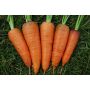Carotte - Oxhella - BIO