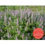 Agastache foeniculum - Hysope anisé - BIO