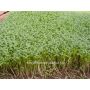 Cresson - Lepidium sativum - 20g - BIODYNAMIQUE