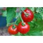 Tomate buissonante - Rotkäppchen - BIODYNAMIQUE
