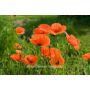 Papaver rhoeas - Coquelicot - BIODYNAMIQUE