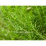 Sariette de montagne - Satureja montana - BIODYNAMIQUE