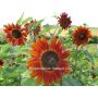 Tournesol - Velvet Queen - BIODYNAMIQUE
