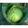 Chou blanc - Holsteiner platter - BIODYNAMIQUE - 50% de remise - germination réduite
