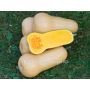 Courge - Butternut waltham - BIODYNAMIQUE