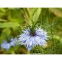 Nigella damascena - Nigelle de Damas - BIODYNAMISCH