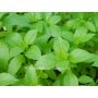 Basilic citronelle - BIODYNAMIQUE