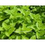 Mélisse officinale - BIODYNAMIQUE