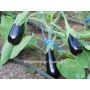 Aubergine - De Barbentane - BIO - 50% de remise pour cause de germination réduite
