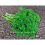 Persil - Grüne Perle 2 - BIODYNAMIQUE - 50% de remise pour cause de germination réduite