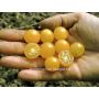 Tomate sauvage - Golden Currant - BIODYNAMIQUE