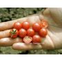 Tomate sauvage - Rote Murmel - BIODYNAMIQUE