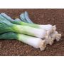 Poireau d'automne - Hannibal - BIODYNAMIQUE