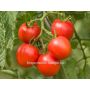 Tomate - Dorenia - BIODYNAMIQUE