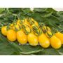 Tomate cerise jaune - Yellow Submarine - BIODYNAMIQUE
