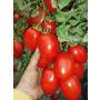 Tomate - Rio Grande - BIODYNAMISCH