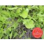 Mesclun, Asiatique