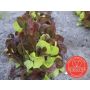 Mesclun de salades - Puur sla - BIO