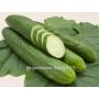 Concombre - Tanja - BIODYNAMIQUE